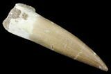 Fossil Plesiosaur (Zarafasaura) Tooth - Morocco #176940-1